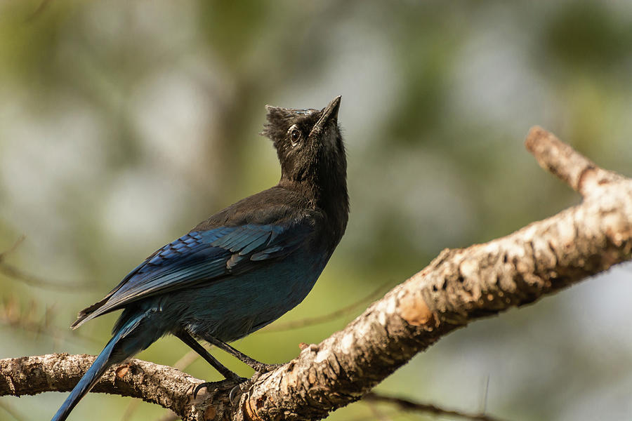 A Poised Stellers Jay Photograph by Constance Puttkemery