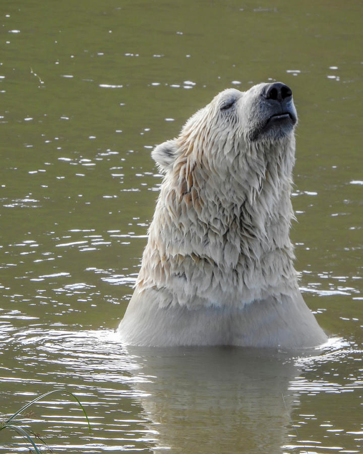 A Polar Bear Emerging Majestically From the Water Photograph by Anthony Murphy