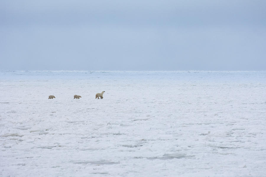 A polar bear group, an adult and two cubs on a snowfield in Manitoba. Photograph by Mint Images - David Schultz