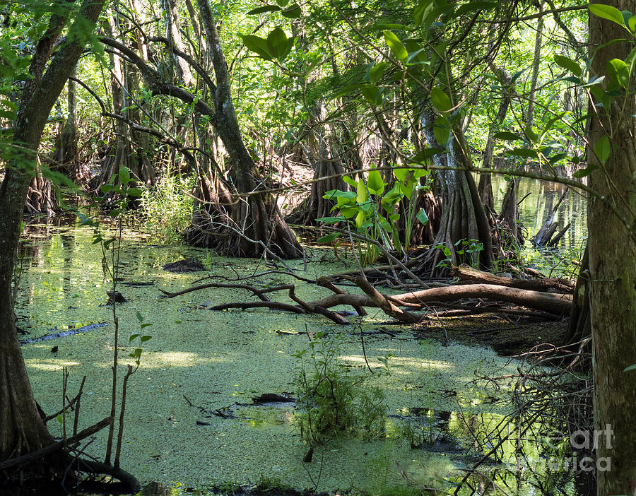 A Pond at Corkscrew Swamp Photograph by L Bosco