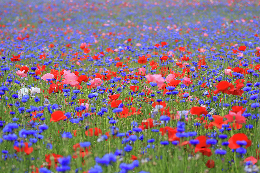 A Poppy Field Photograph by Shixing Wen