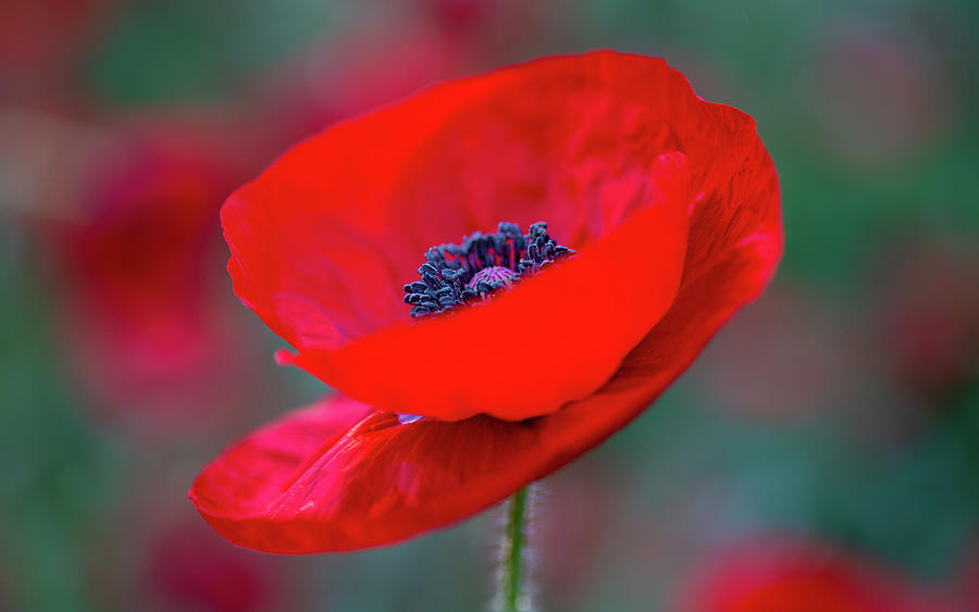 A Poppy in the Early Morning Photograph by Rachel Morrison