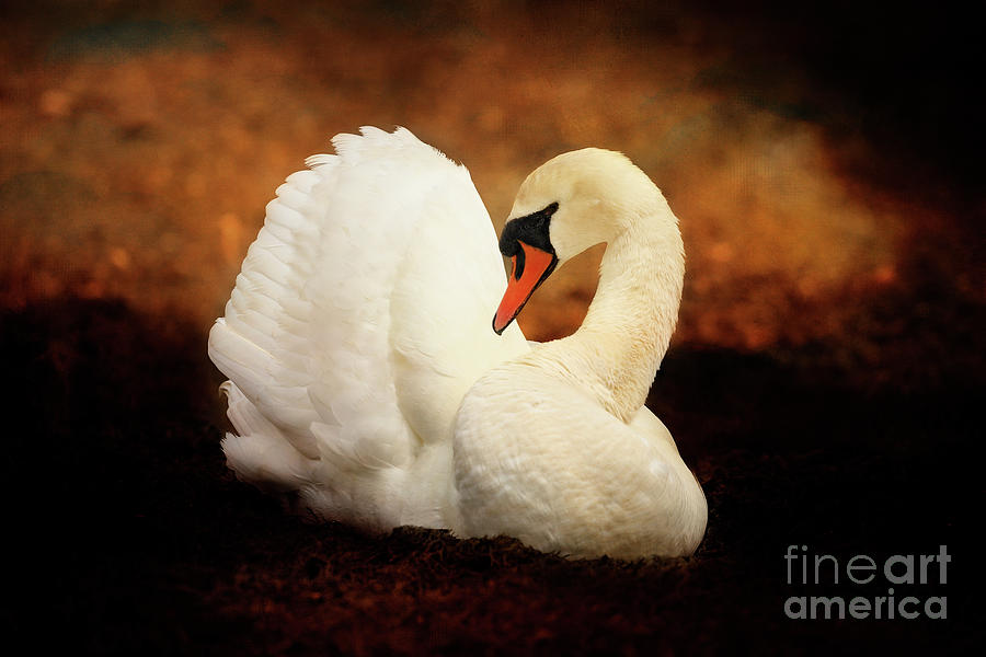 A Portrait of a Beautiful Swan  Photograph by Terri Waters