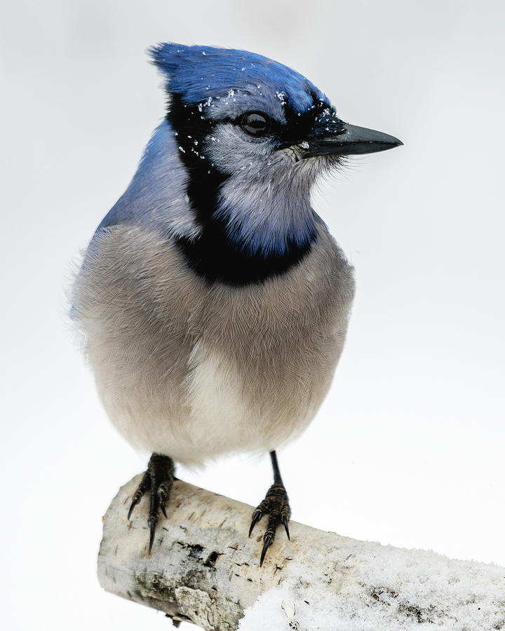 A Portrait of a Bluejay Perched on a Birch  Photograph by John Rowe
