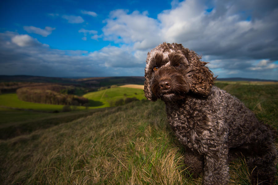 A portrait of a brown Cockapoo dog in the countryside Photograph by Brighton Dog Photography