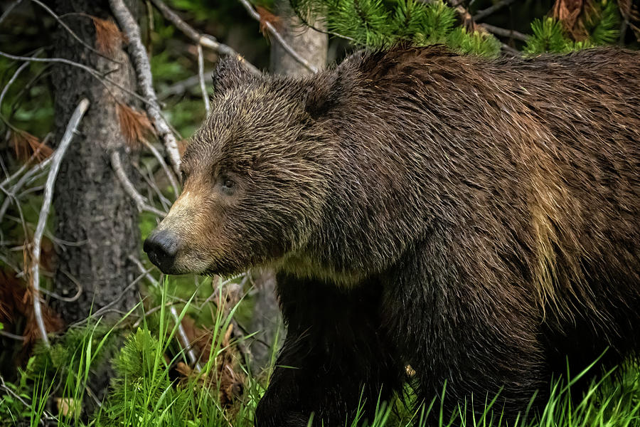 A Portrait of a Good Mother - Grizzly 399 Closeup Photograph by Belinda Greb