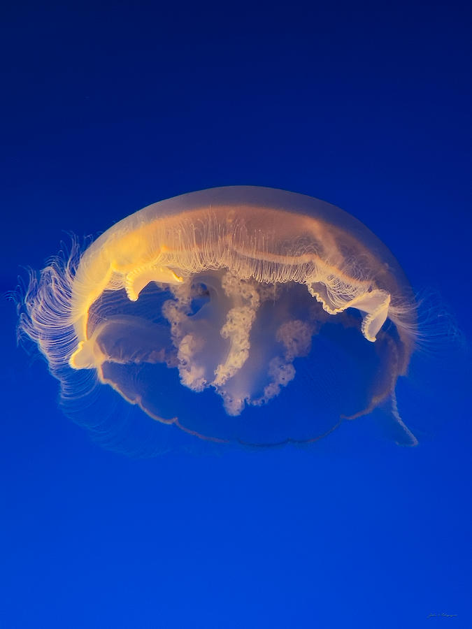 A Portrait of a Jellyfish 3 Photograph by John A Rodriguez