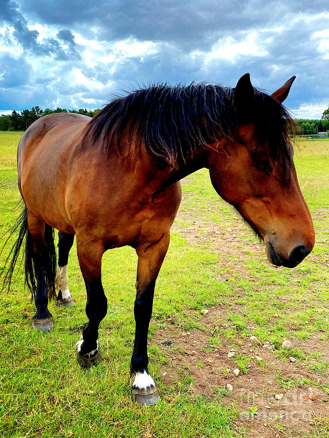A Portrait Of A Retired Horse 01 Photograph