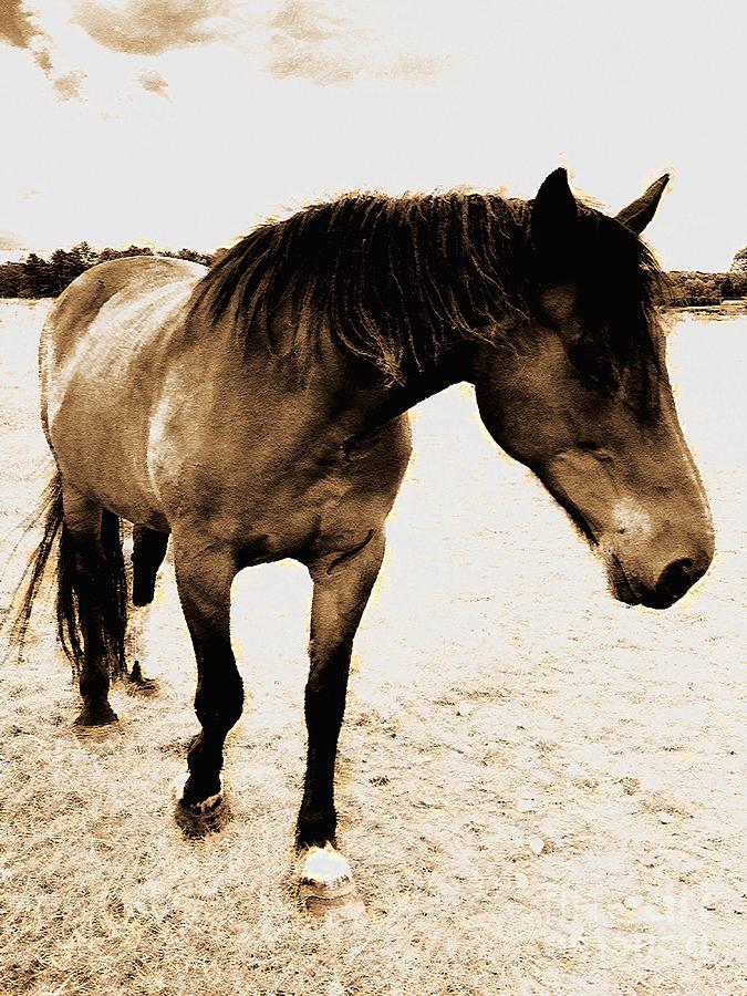 A Portrait Of A Retired Horse Digital Artwork 02 Digital Art