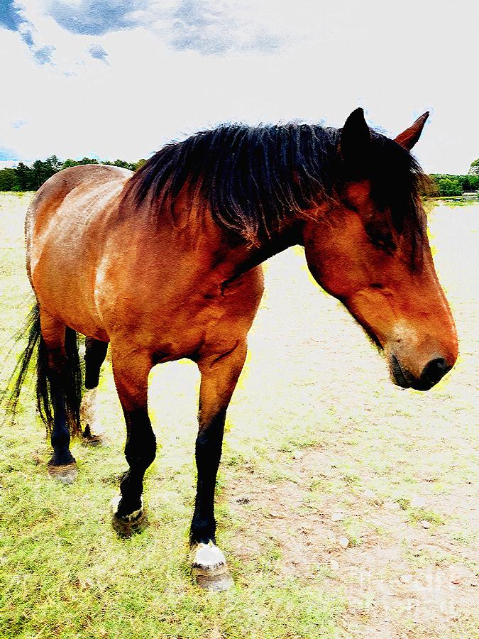 A Portrait Of A Retired Horse Digital Artwork 03 Digital Art