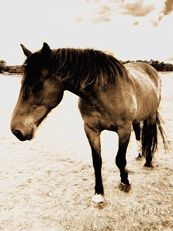 A Portrait Of A Retired Horse Digital Artwork 04 Digital Art