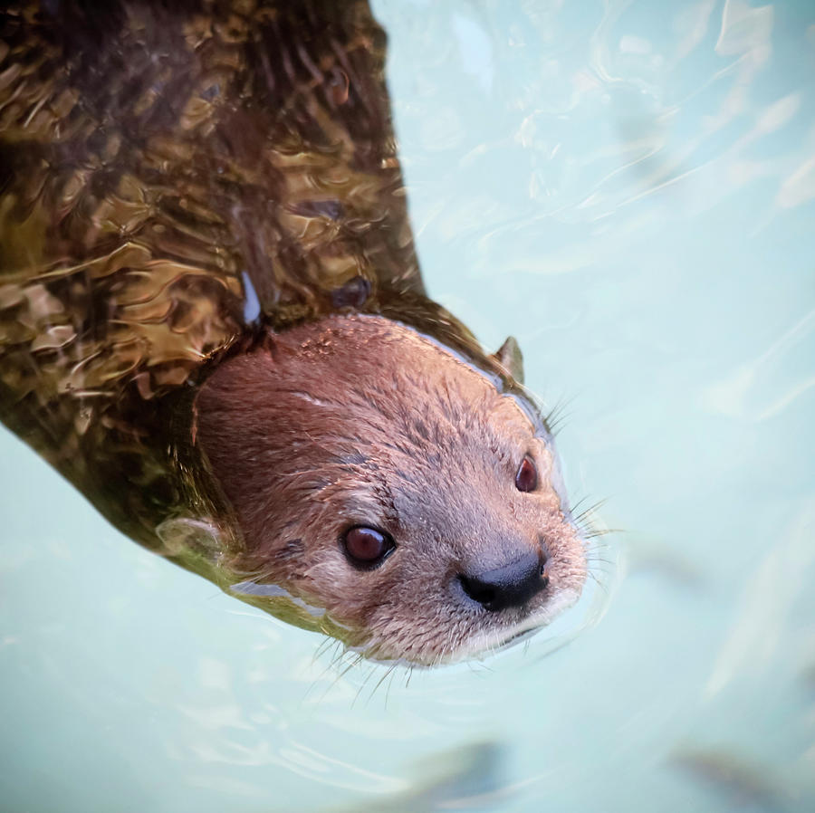 A Portrait Of A Swimming River Otter Photograph