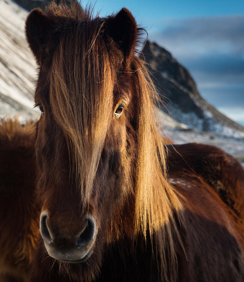 A portrait of an Icelandic horse. Photograph by Alex Saberi