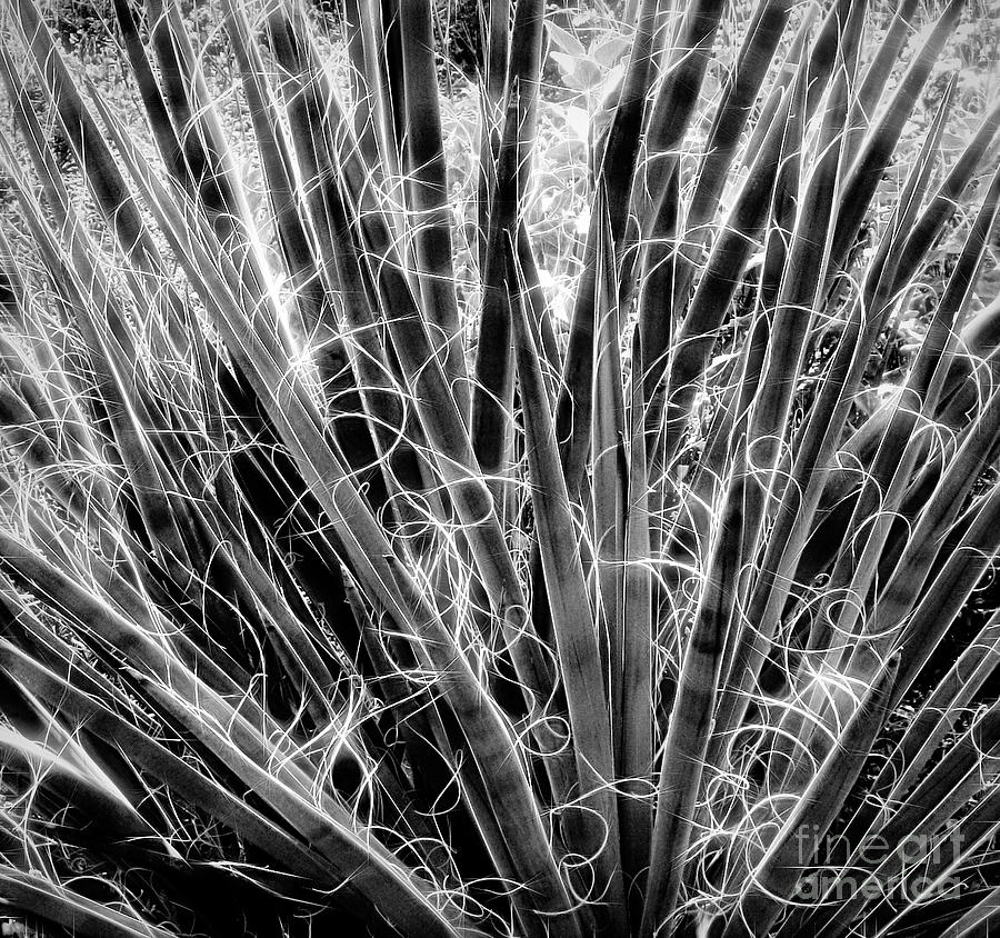 Nature Photograph - A Portrait of Yucca Blades by Mike Nellums
