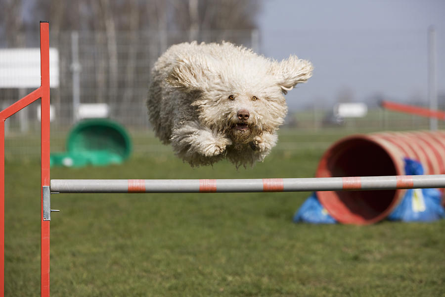 A Portuguese Waterdog jumping over a hurdle Photograph by fStop Images - Julia Christe
