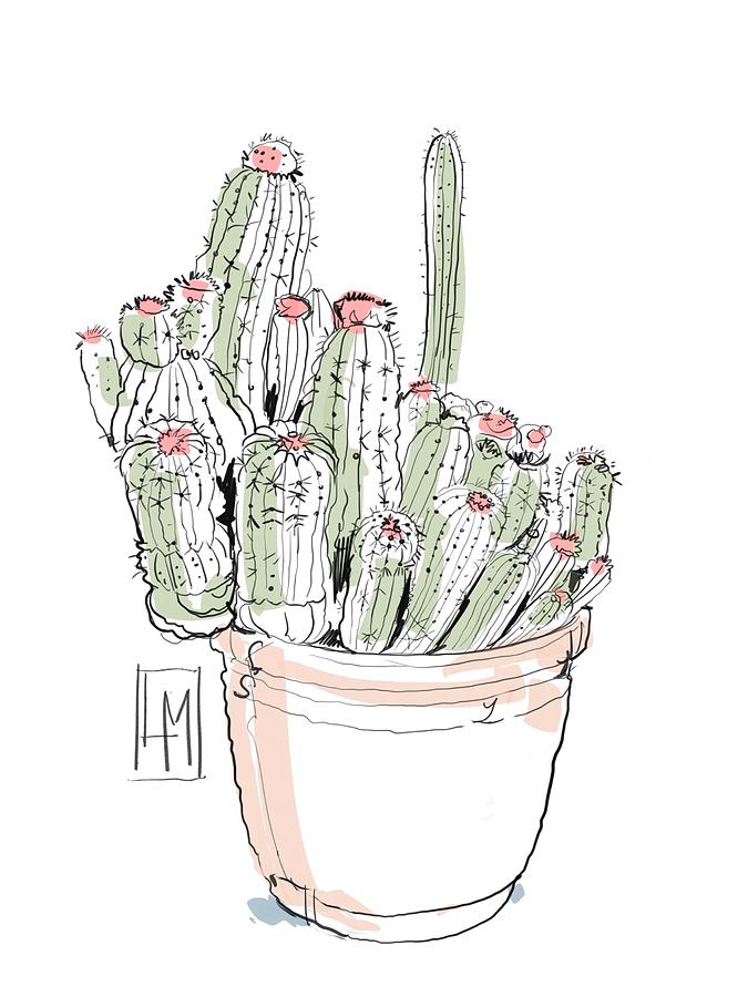 A Pot Cactus Drawing
