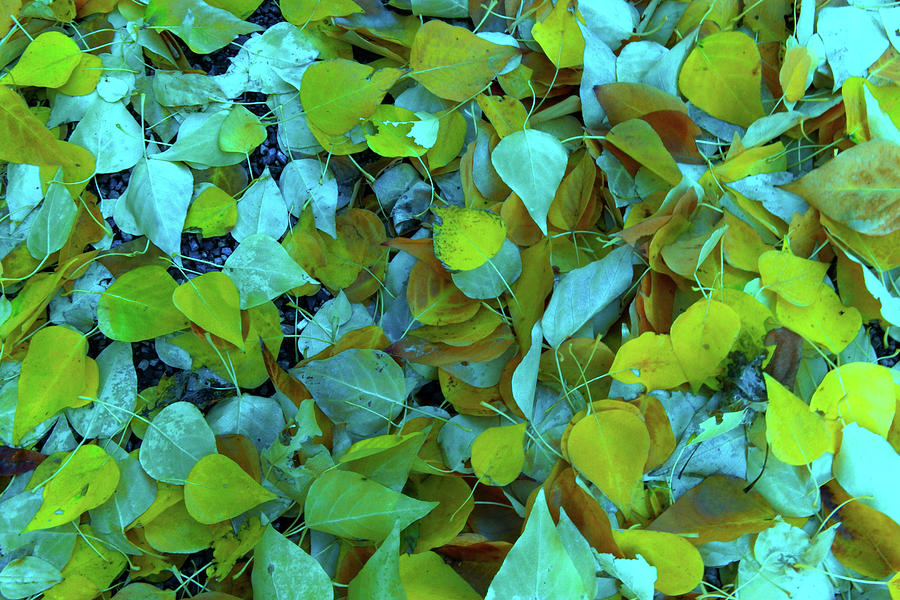 A Pother Of Autumn Leaves Photograph