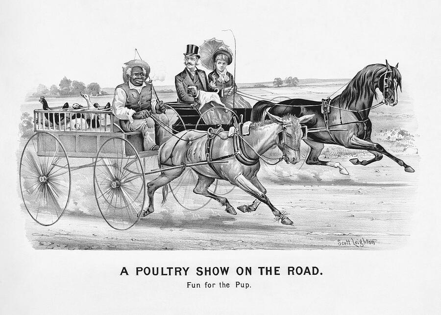A Poultry Show On The Road Drawing
