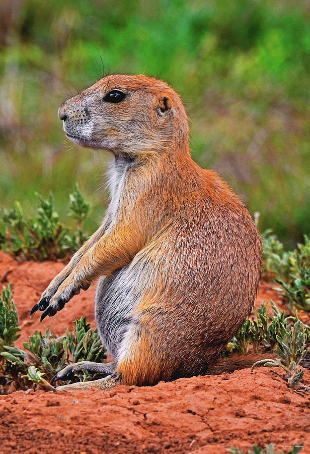 A Prairie Dog At Devils Tower National Monument 007 Photograph by George Bostian