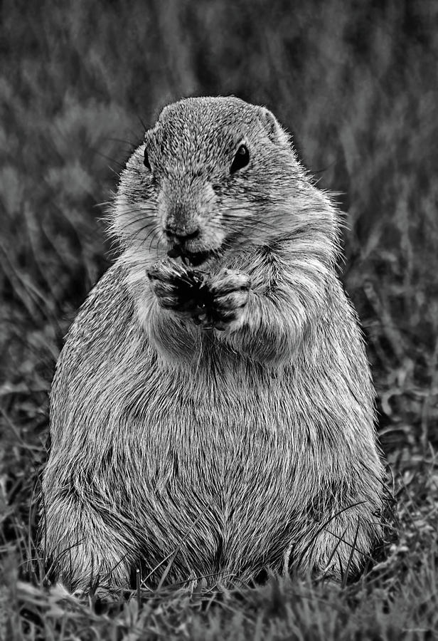 A Prairie Dog At Devils Tower National Monument 008 bw Photograph by George Bostian