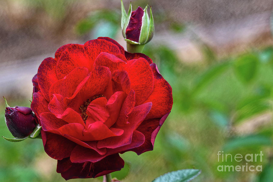 A Precious Time Red Rose Digital Art Photograph by Diana Mary Sharpton
