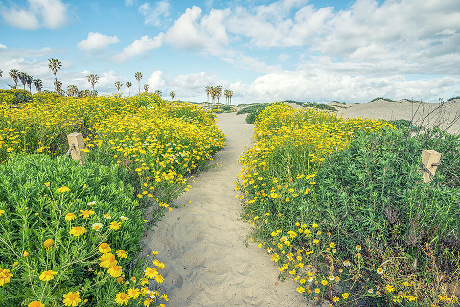 A Pretty Path To Dog Beach Photograph by Joseph S Giacalone