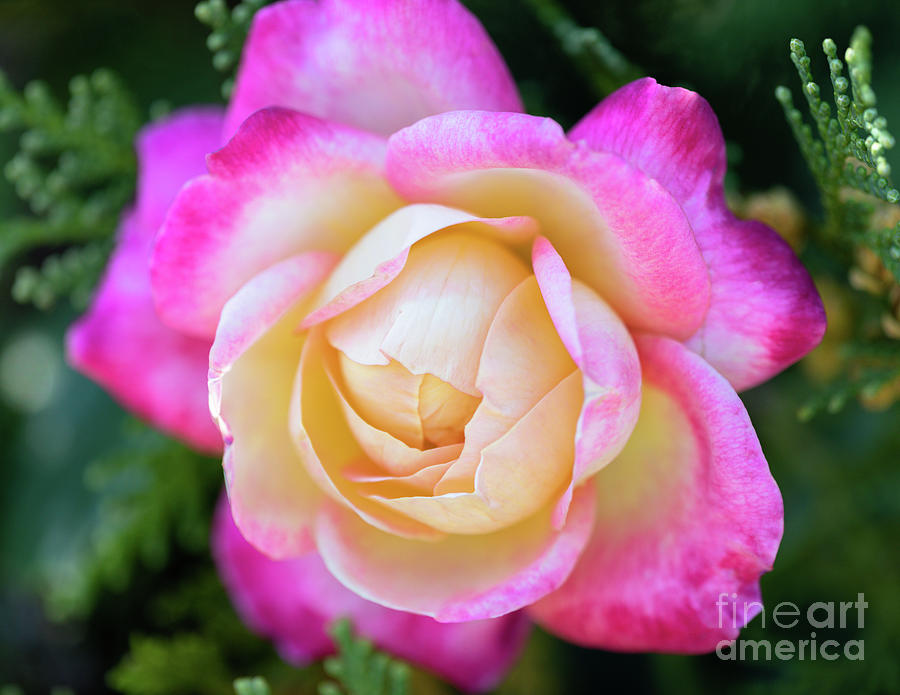 Rose Photograph - A Pretty Rose Against An Evergreen by Janice Noto