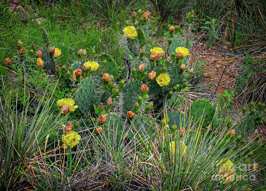 A Prickly Desert Garden Photograph by Jon Burch Photography