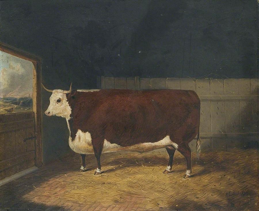 A Prize Bull in a Barn  Painting by Richard Whitford