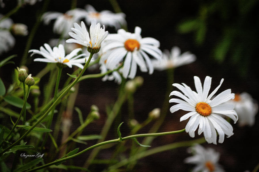 A Profusion of Daisies Photograph by Suzanne Gaff