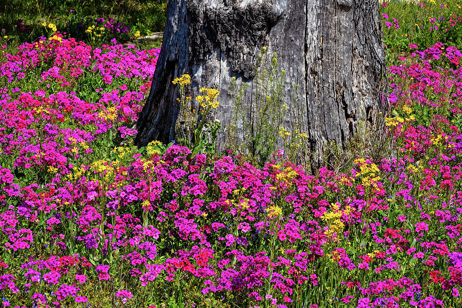 A Profusion of Pink Phlox Photograph by Lynn Bauer
