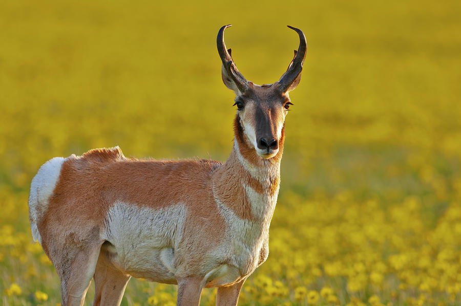 A Pronghorn in a field of yellow Photograph by Gary Langley