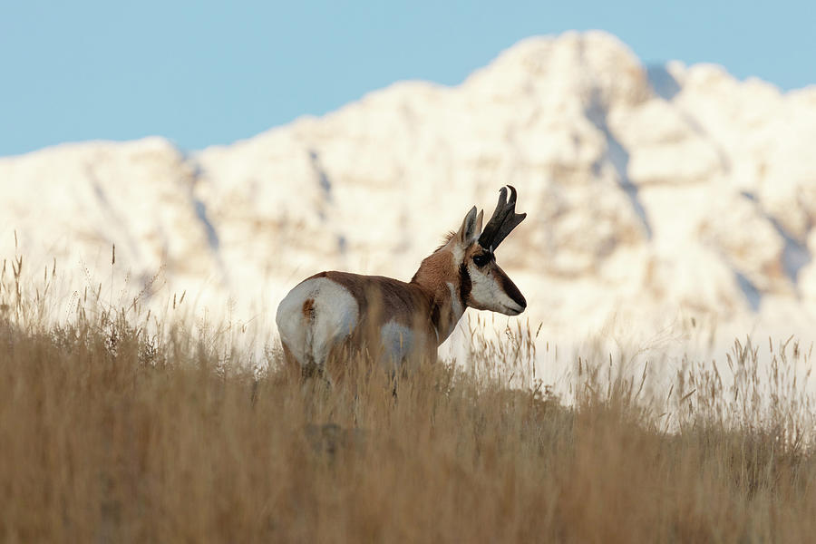 A Pronghorn near Electric Peak, Yellowstone National Park Photograph by ...