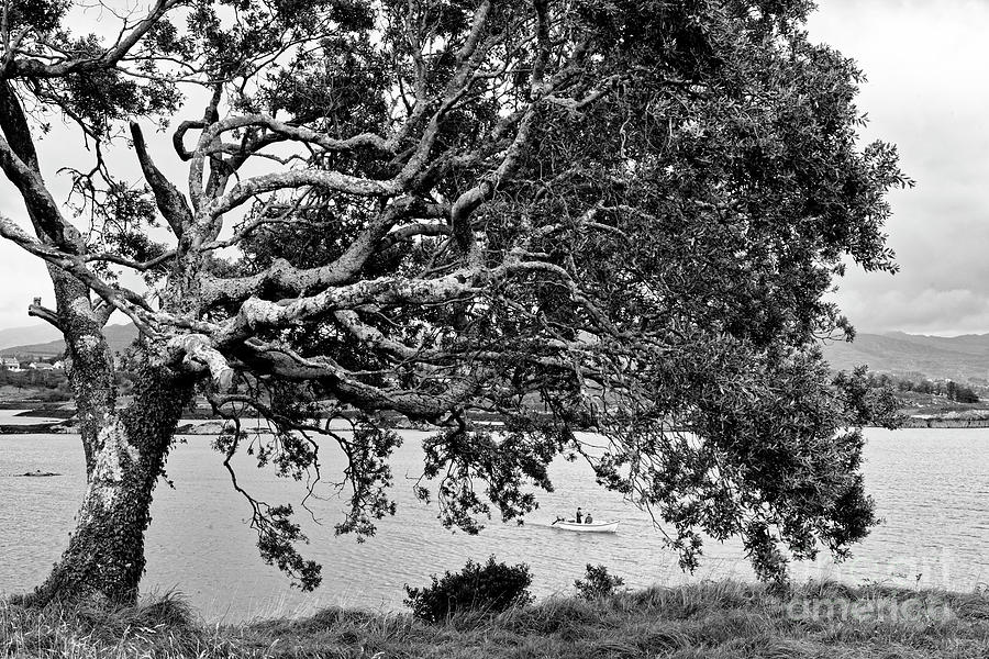 A Protective Tree Photograph by Catherine Sullivan