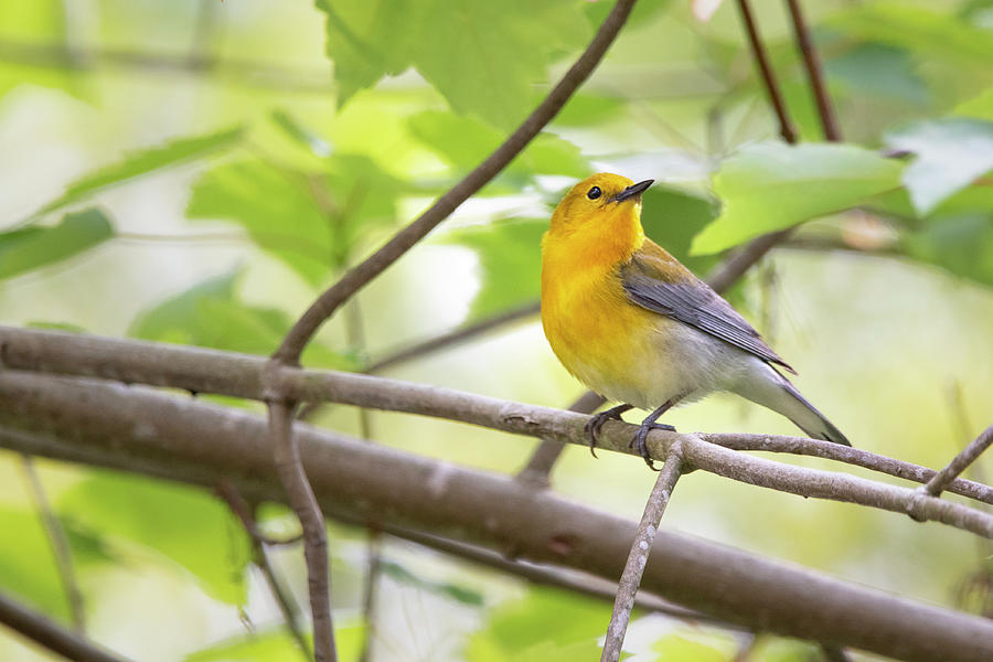 A Prothonotary Warbler is Perched in the Croatan National Forest Photograph by Bob Decker