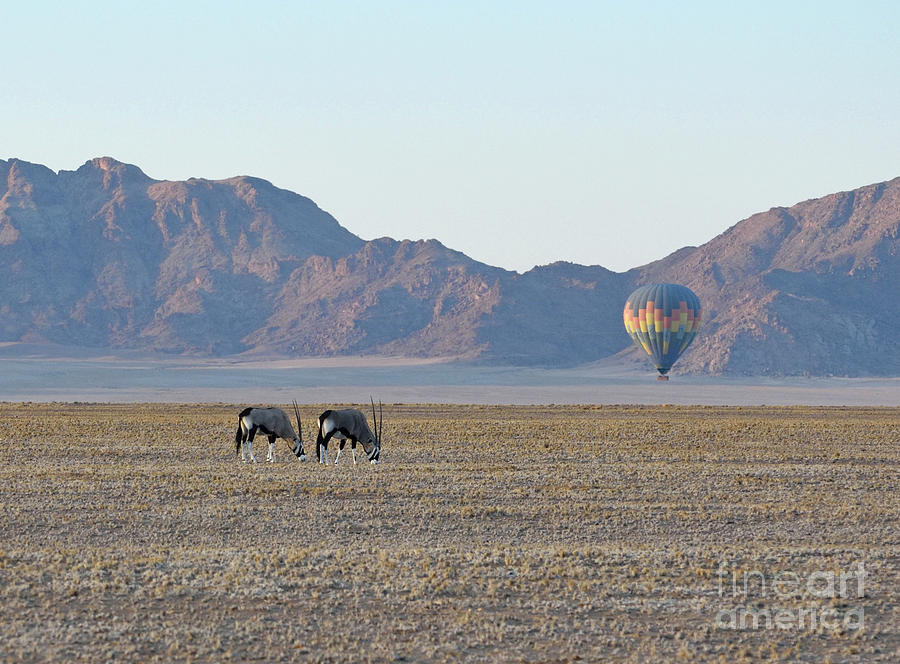 A Pair Of  Oryx  With Hot Air Balloon, Namibia Photograph by Tom Wurl