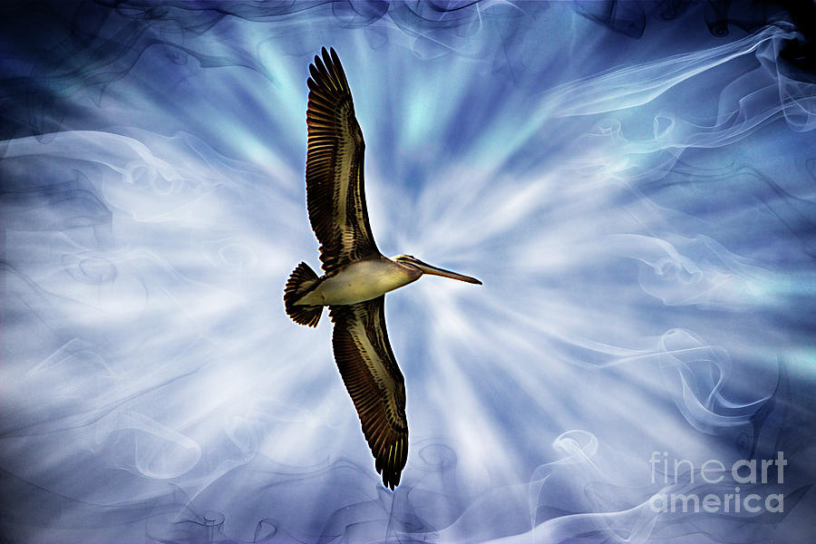 A Puerto Lopez Pelican Soars Photograph by Al Bourassa