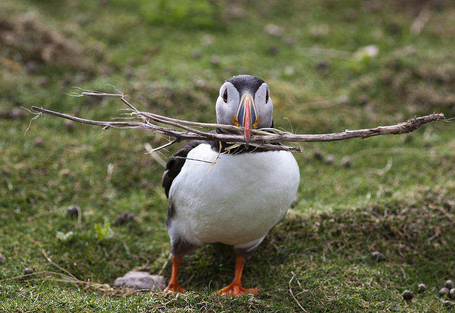 A Puffin Carrying Tree Branches In Its Mouth Photograph by Design Pics / John Short