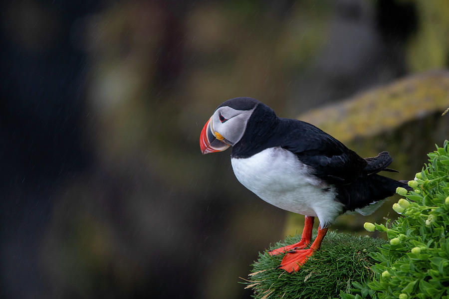 A puffin in Iceland Photograph by Pietro Ebner