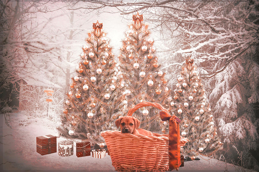 A Puppy for Christmas in Vintage Tones Photograph by Debra and Dave Vanderlaan