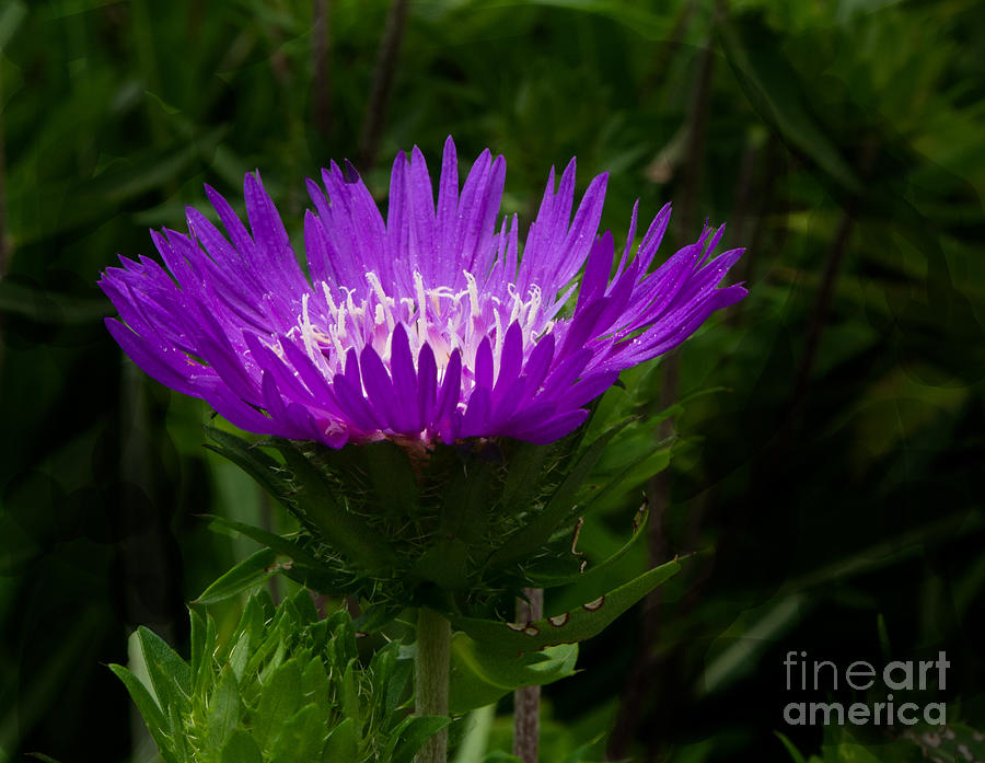 A Purple Aster at  Marylands Brookside Gardens Photograph by L Bosco