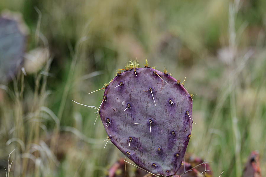 A Purple Cactus  Photograph by Amazing Action Photo Video