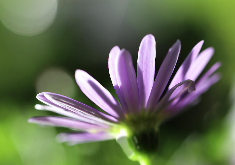 A Purple Daisy In The Green Garden Photograph by Johanna Hurmerinta