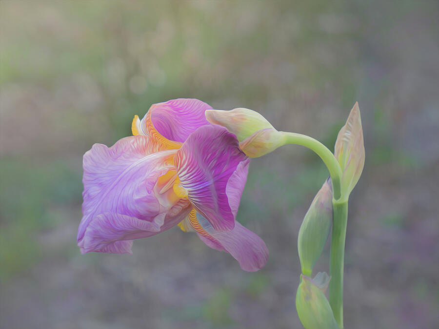 A Purple Garden Iris  Photograph by Sylvia Goldkranz