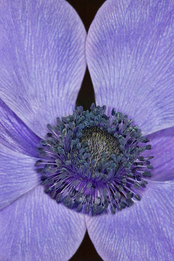 A Purple Heart  Photograph by Susan Candelario