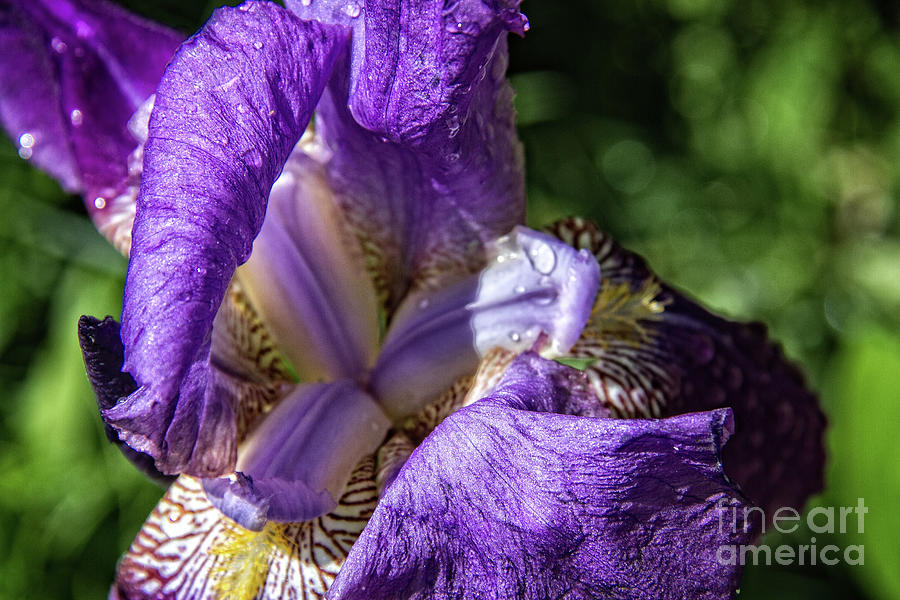 A Purple Iris Macro Photograph by Robert Bales