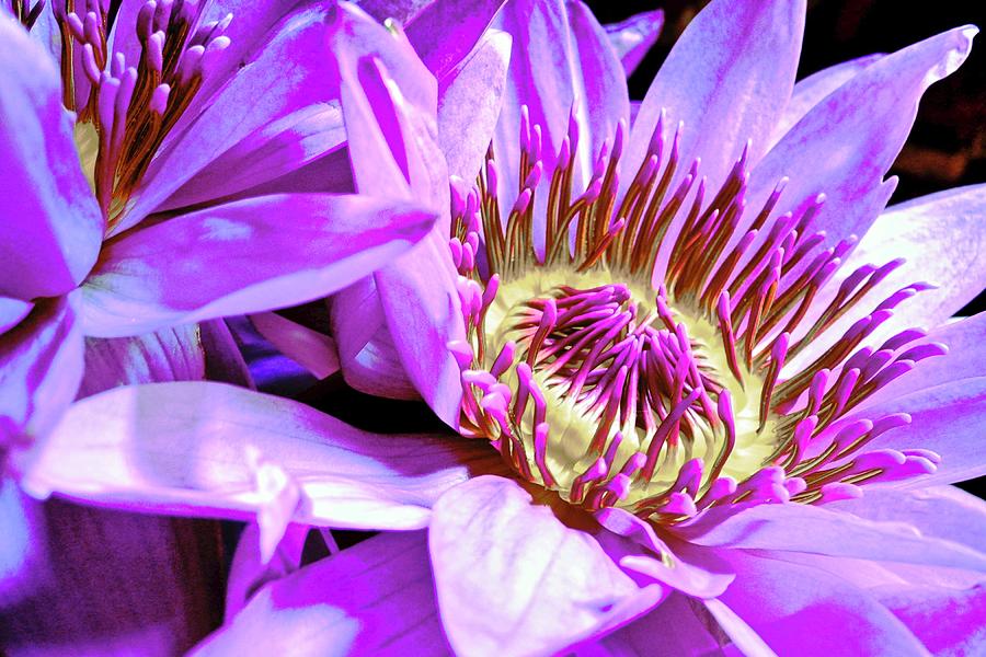 A Purple Lotus Flower Photograph by Kirsten Giving