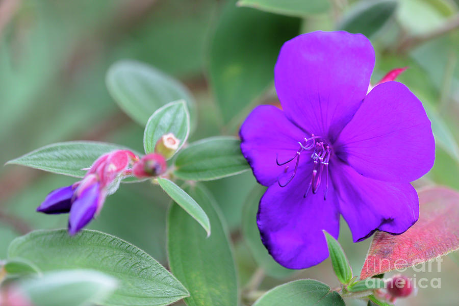 A Purple Princess Flower Photograph