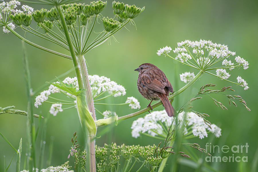Sparrow Photograph - A Quiet Moment by Craig Leaper