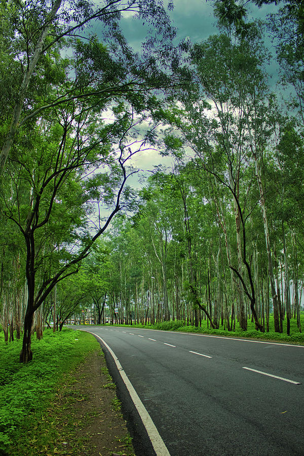 A quiet turning road through the forest Photograph by Arpan Bhatia